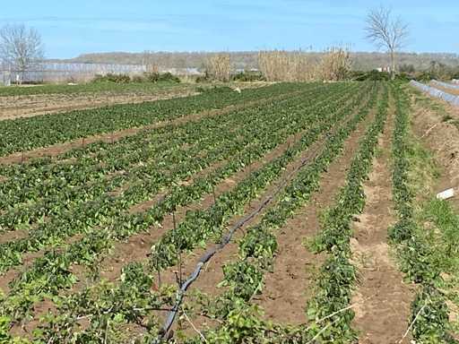 Divjakë,vetëm 24 orë që natyra të demtojë rreth 250 hektarë  me patate